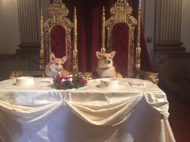 I corgi della Regina protagonisti del cinepanettone (VIDEO)