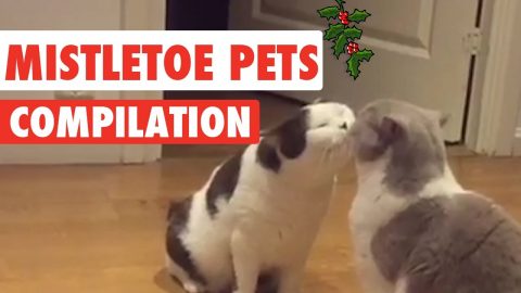 Dai pets auguri di Natale tutto l'anno (VIDEO)