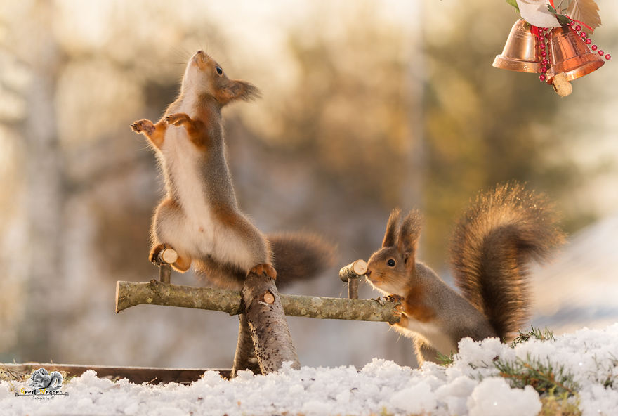 due-scoiattoli-giocano