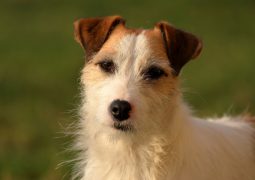 sindrome vestibolare cane veterinario risponde