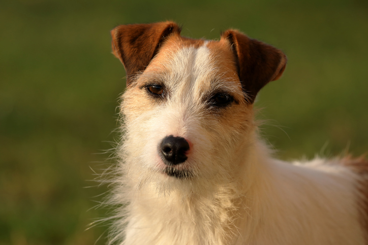 sindrome vestibolare cane veterinario risponde