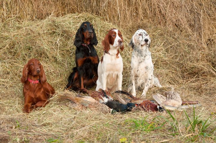 caccia, cani, collare anti abbaio, soffocamento cani, cani