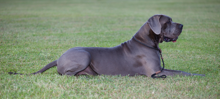 Great Dane on the grass