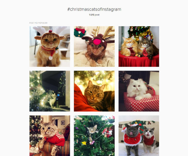 Hashtag Natale.Quando I Gatti Fanno Gli Auguri Di Natale Su Instagram Tutto Zampe