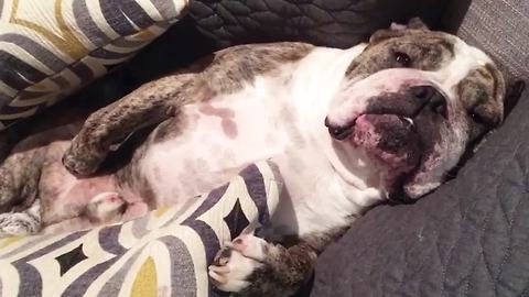 Elvis, il bulldog che quando protesta 'stecca' (VIDEO)