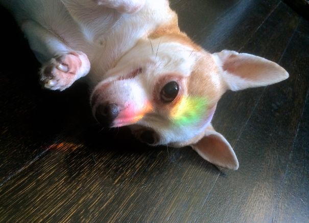 ROCKO rainbow