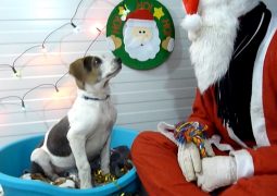 regali, Per i cani abbandonati il regalo è Babbo Natale (VIDEO)