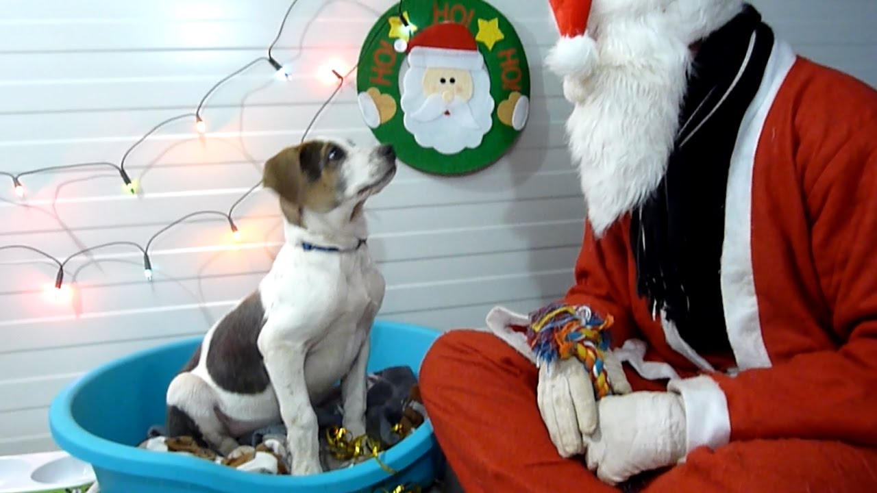 regali, Per i cani abbandonati il regalo è Babbo Natale (VIDEO)