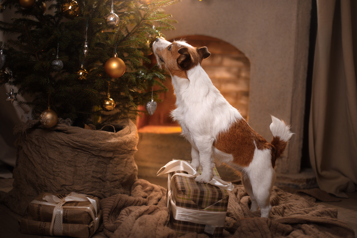 Foto Cani Di Natale.Cani E Proprietari Per Natale Tutti Insieme A Pesaro Tutto Zampe