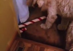 Il cane e il regalo natalizio che non passa (VIDEO)