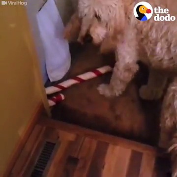 Il cane e il regalo natalizio che non passa (VIDEO)