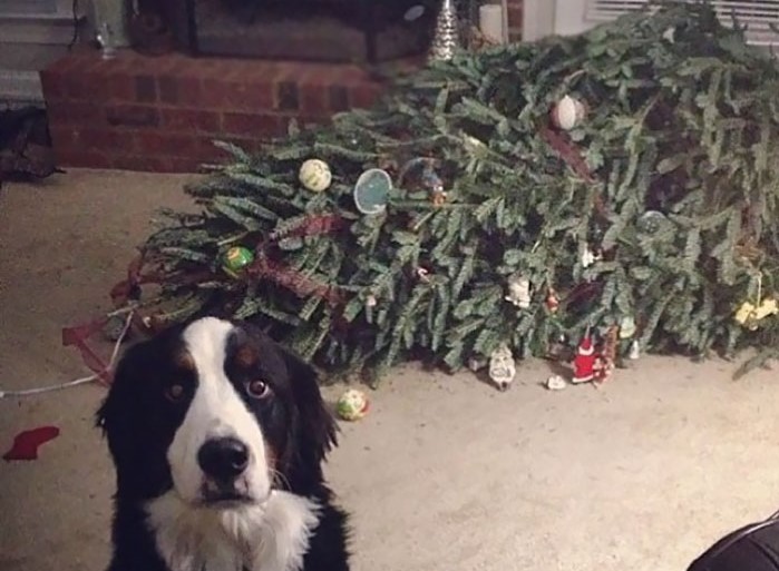 cane-con-dietro-albero-di-natale