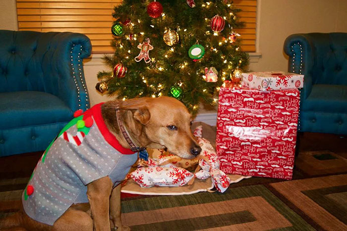 cane-con-maglione-davanti-albero-di-natale