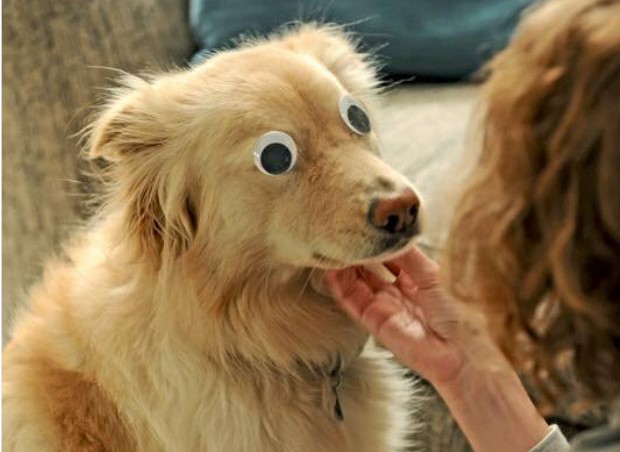 cane-con-occhi-finti