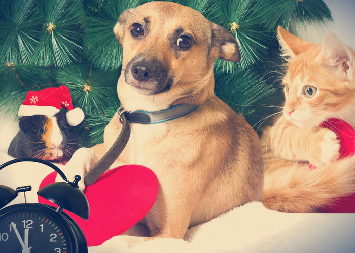 Per cani e gatti di Roma, Capodanno senza paura