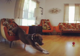 Il cane con la sindrome del lunedì (VIDEO)