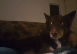 Il cane che contratta per stare sul sofà (VIDEO)