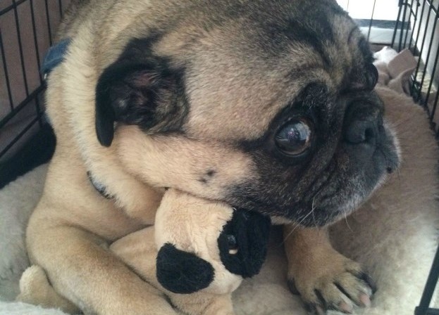 carlino-con-un-peluche