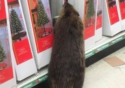 Castoro fa lo shopping natalizio (FOTO)