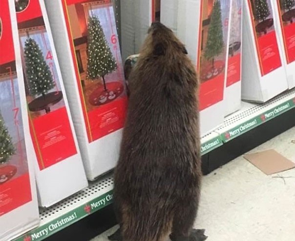 Castoro fa lo shopping natalizio (FOTO)