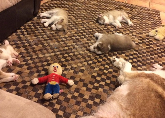 cuccioli-di-husky-dormono-a-terra