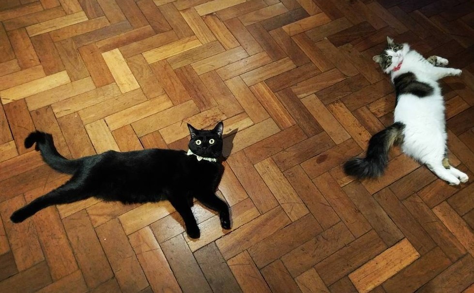 due-gatti-sul-parquet