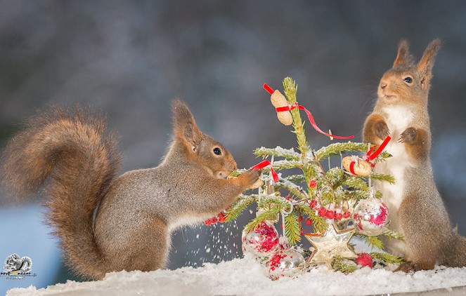 due-scoiattoli-e-addobbi-natalizi