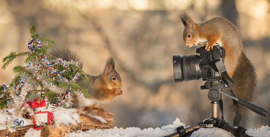 due-scoiattoli-e-una-macchina-fotografica