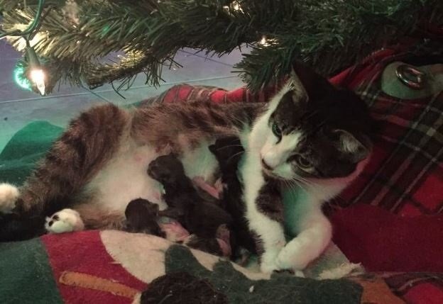 Per gatta Campanellino Natale anticipato sotto l'albero (FOTO)