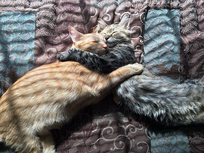 gatti-abbracciati
