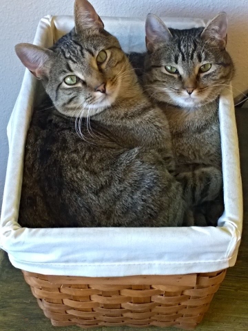 gatti-in-una-cesta
