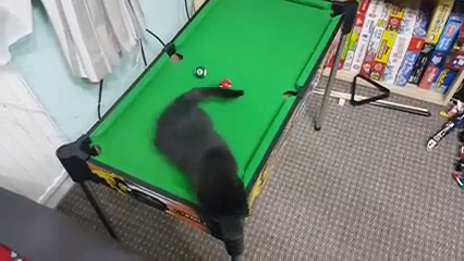 Il gattino campione di biliardo (VIDEO)