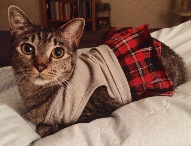 gatto-con-kilt