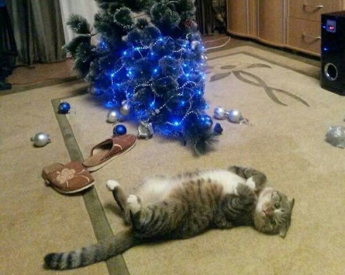 gatto-e-albero-di-natale-a-terra