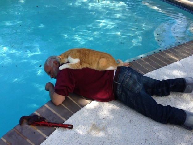 gatto-e-uomo-a-bordo-piscina