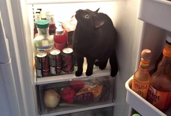 gatto-in-frigo
