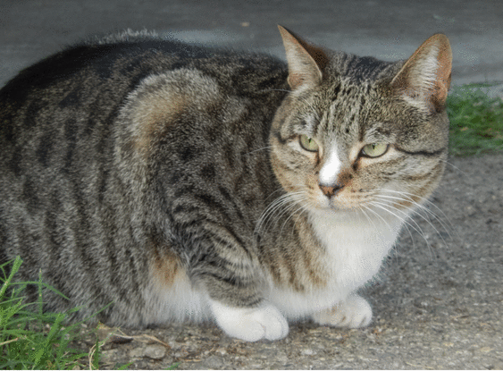 gatto tre zampe