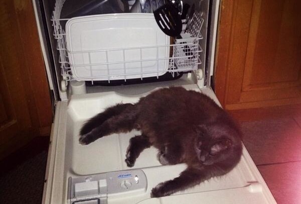 gatto-in-lavastoviglie