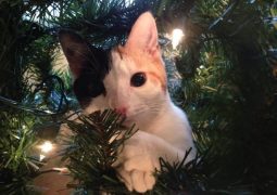10 gatti incantati dall'albero di Natale (FOTO)