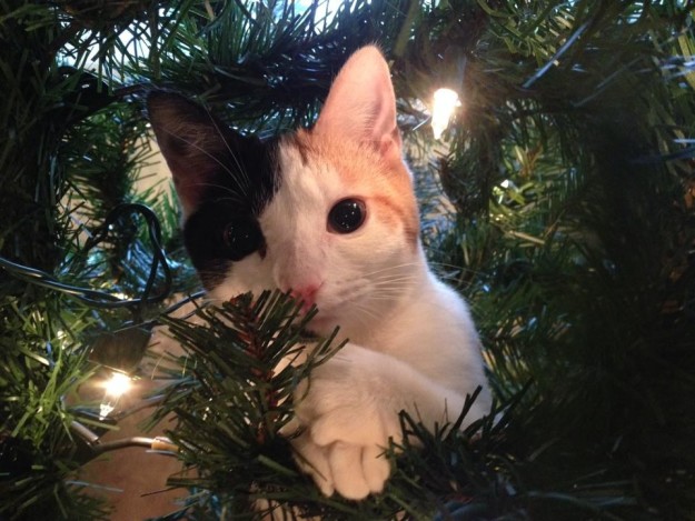gatto-in-un-albero