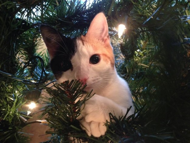 10 gatti incantati dall'albero di Natale (FOTO)