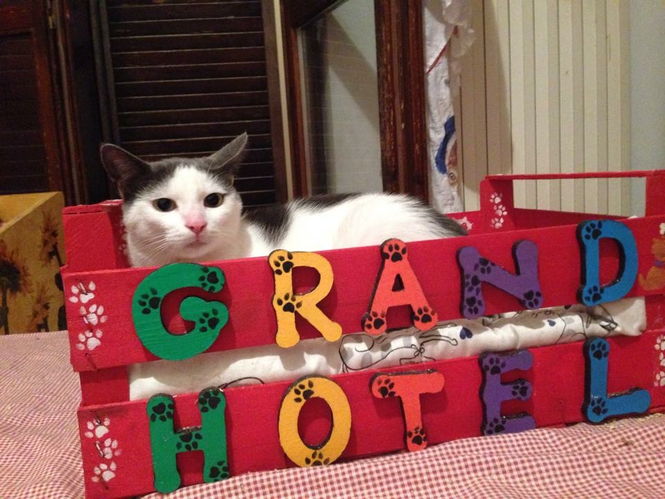 Gatti, c'è il Grand Hotel per randagi (FOTO)
