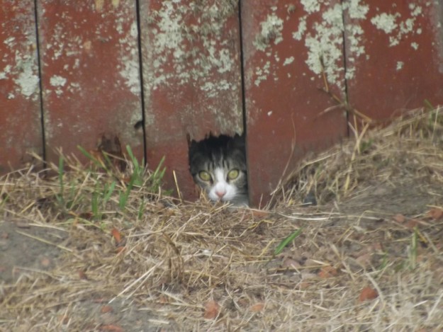 gatto-in-una-fessura