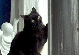 Coppia di gatti scopre la neve per la prima volta (VIDEO)