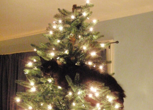 gatto-nero-in-albero-di-natale