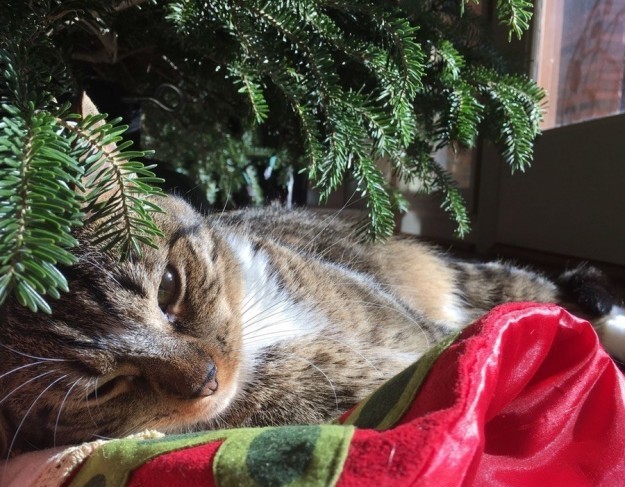 gatto-sdraitao-sotto-albero