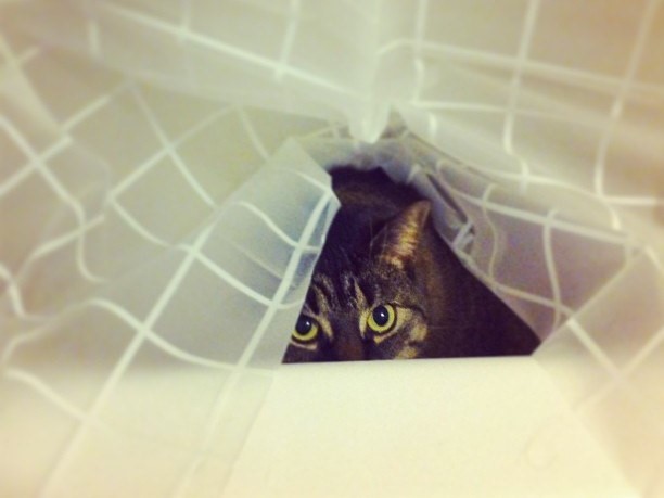 gatto-sotto-tenda