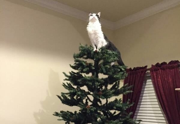 gatto-sta-in-cima-ad-albero