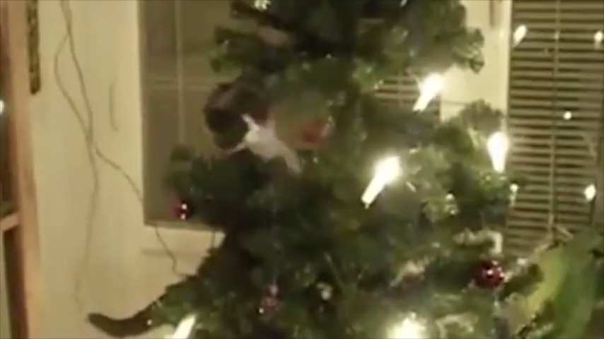 Gatti contro albero di Natale (VIDEO)