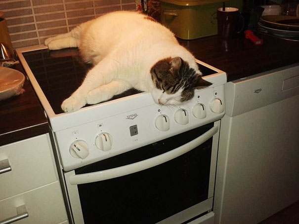 gatto-su-cucina